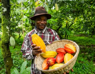 a-smiling-african-farmer-harvesting-cocoa-pods-on-2023-11-27-04-56-21-utc-min