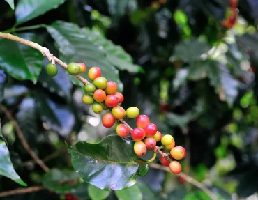 coffee-beans-on-coffee-tree-2023-11-27-05-35-47-utc-min