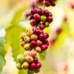 Etiyopya Yirgacheffe Arabica